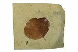 Fossil Leaf (Zizyphoides) - Montana #269354-1